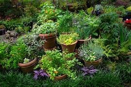 herb garden