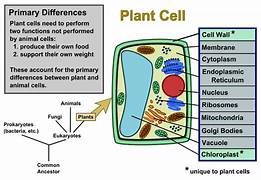 cell structure