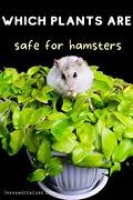 hamsters