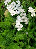 achillea_millafolia
