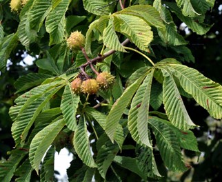 aesculus_ hippocampanum