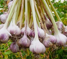 allium_sativa