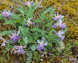 astragalus