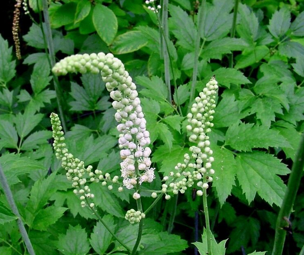 black_cohosh