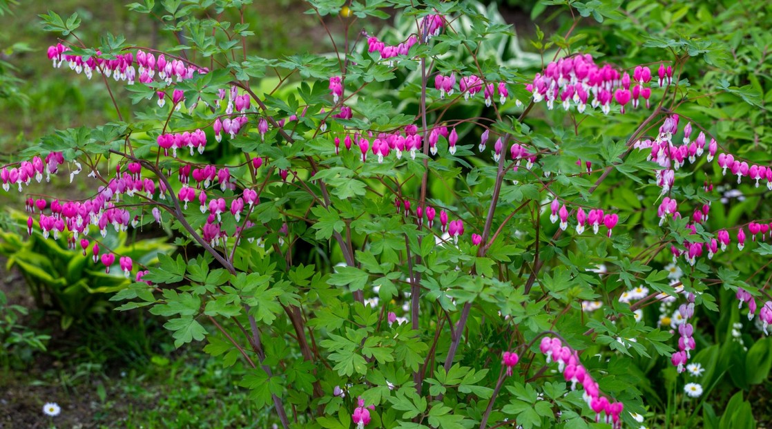 bleeding_heart