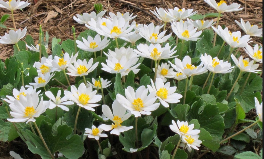bloodroot