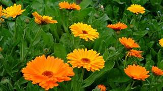 calendula