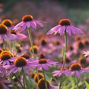 echinacea