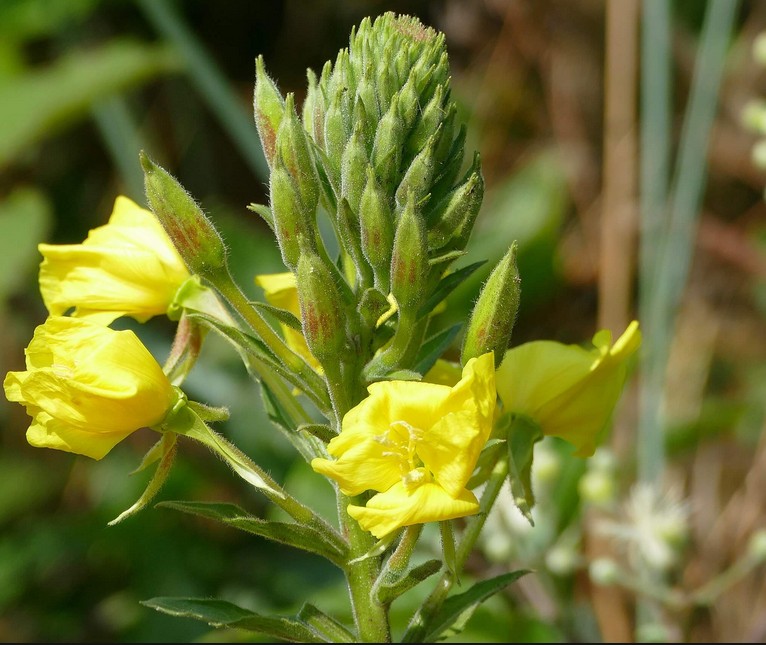 evening_primrose