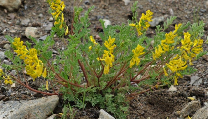 golden_corydalis