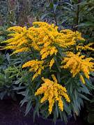 goldenrod