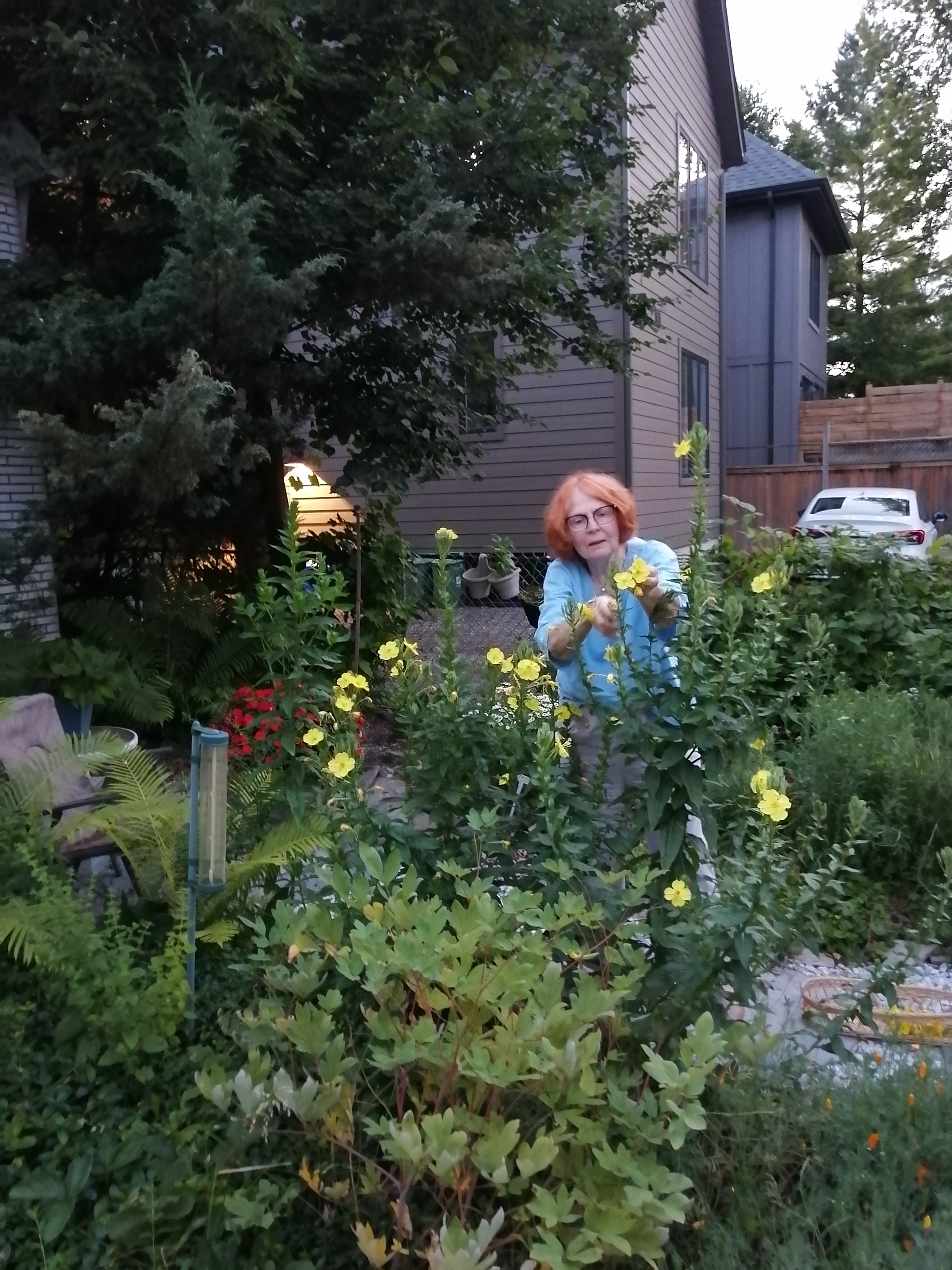 harvesting_evening_primrose