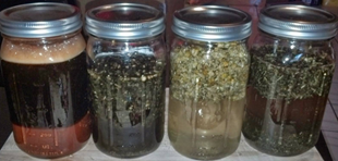 herbs in jars