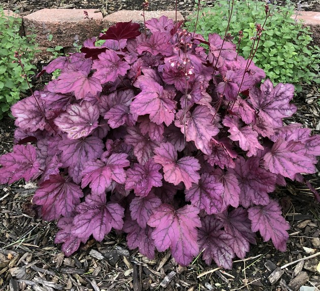 heuchera