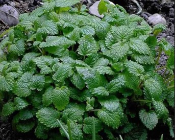 lemon_balm