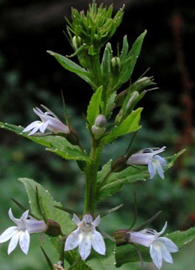 lobelia_infata