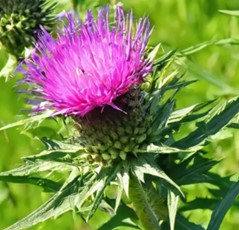 milk_thistle
