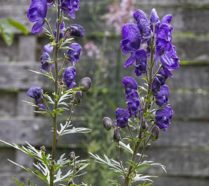 monkshood