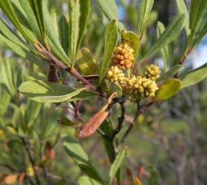 myrica_cerifera