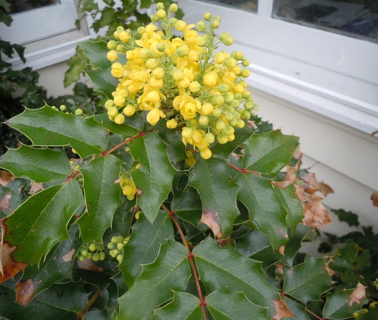 oregon_grape1