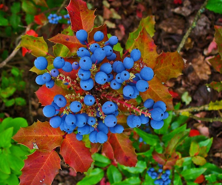 oregon_grape2
