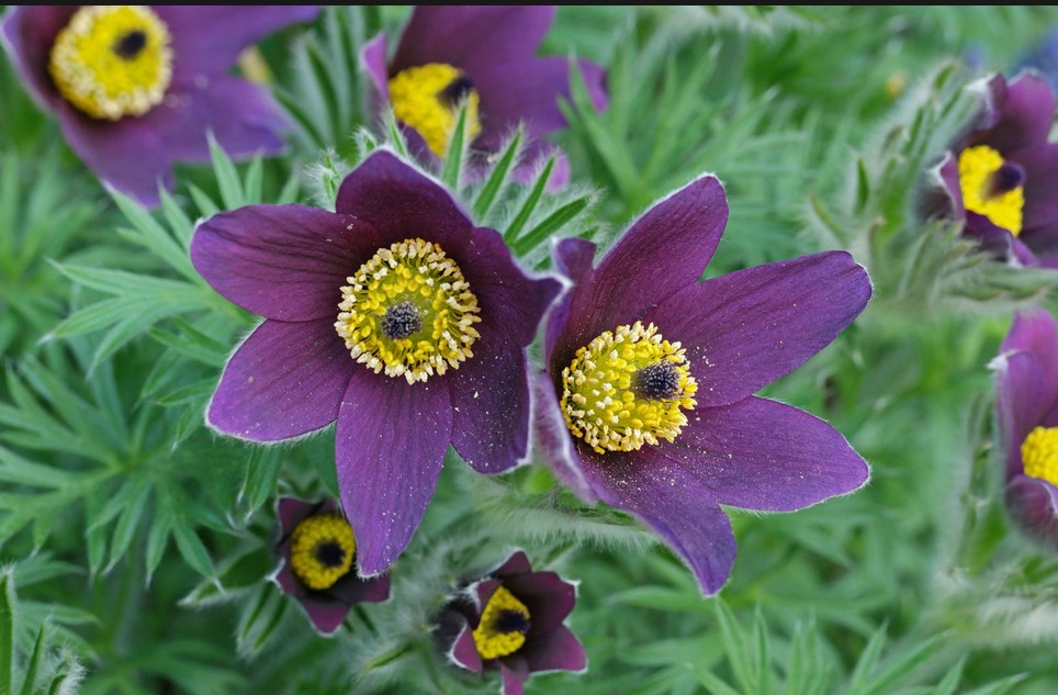pasqueflower