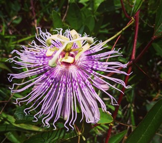 passionflower