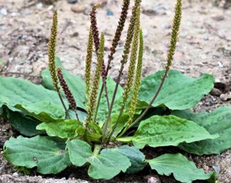 plantago_major