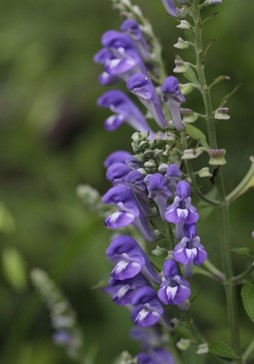skullcap