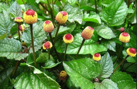 spilanthes