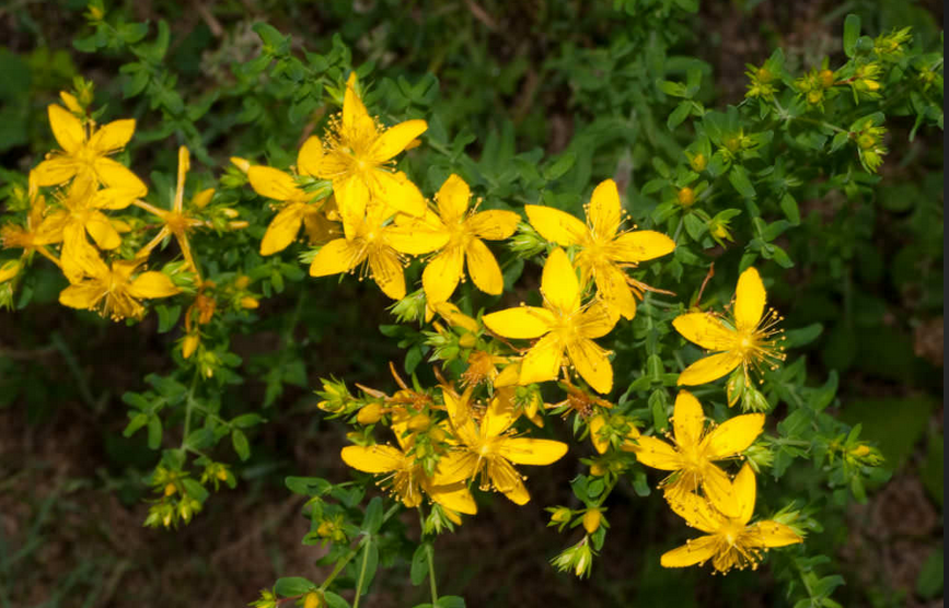 st_johns-wort