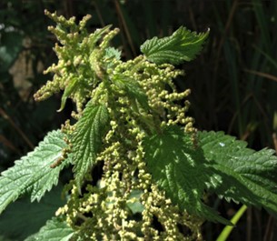 stingingP_nettle