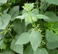 urtica_dioica