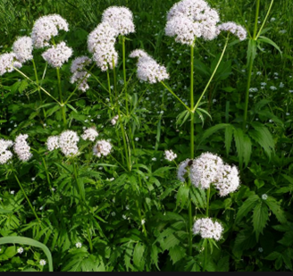 valerian