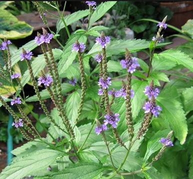 vervain