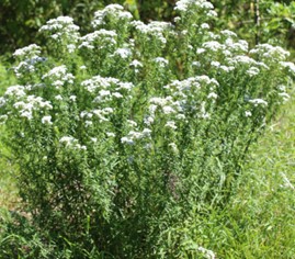 virginia_mountain_mint